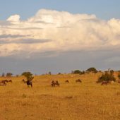  The Serengeti, TZ
